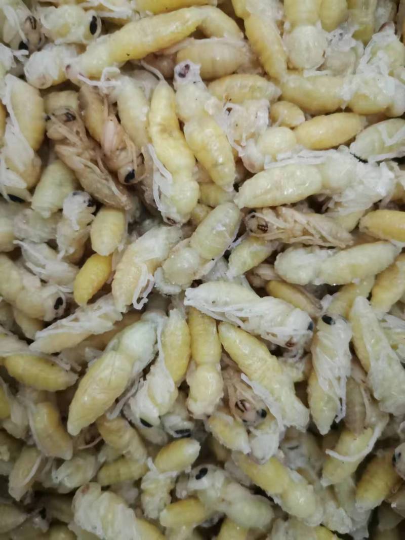 广东胡蜂蜂蛹量大质量好承接餐饮货源量大供货稳定全国接单