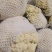 【优选】甘肃松花菜-产地直发-高品质价格优惠-支持视频看货