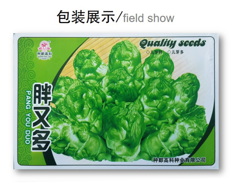 胖又多儿菜种子