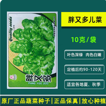 胖又多儿菜种子