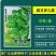 胖又多儿菜种子
