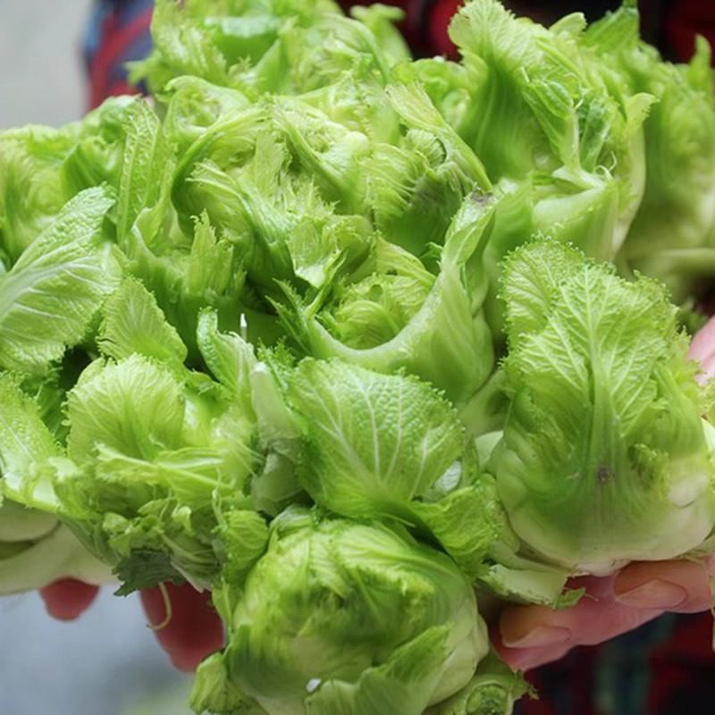 胖又多儿菜种子