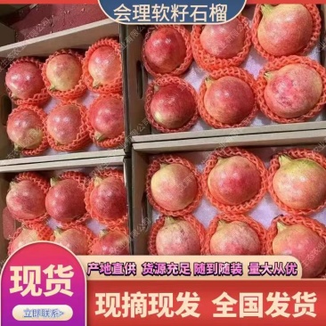 会理石榴-高山软籽石榴大量上市产地直发对接电商市场商超等