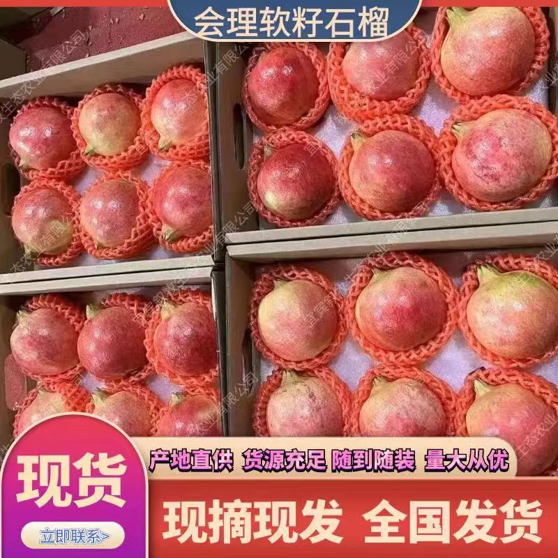 会理石榴-高山软籽石榴大量上市产地直发对接电商市场商超等