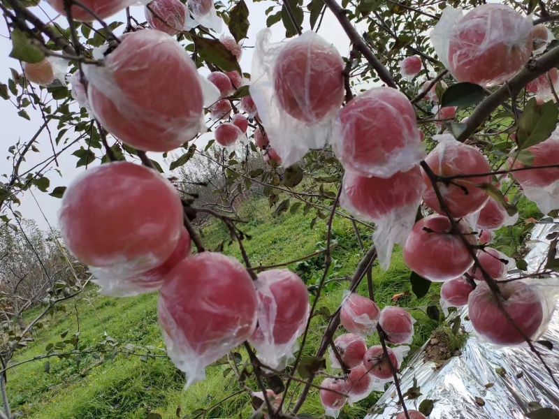 山西苹果冰糖心红富士苹果产地直发一手货源可视频