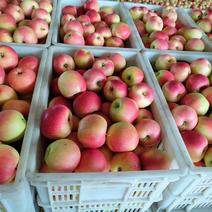 山西苹果美八苹果旮旯苹果产地直发可视频