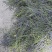 优质薰衣草种子、基地大规模种植货源充足全年供货