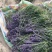 新疆65团薰衣草种苗、基地大规模种植货源充足全年供货