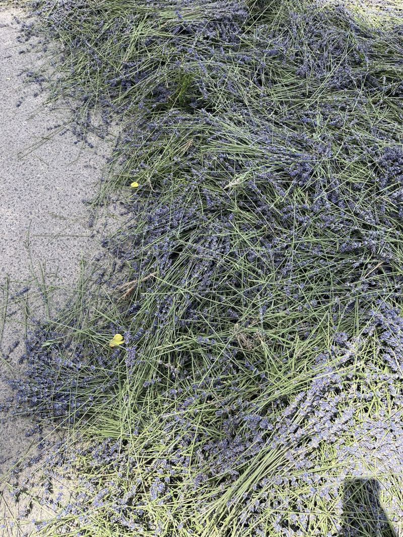 新疆65团薰衣草种苗、基地大规模种植货源充足全年供货
