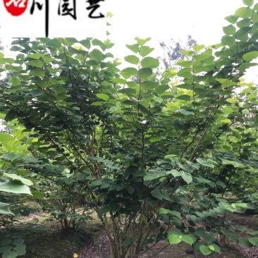 丛生紫荆产地直供成都工程绿化苗木批发耐寒树形好