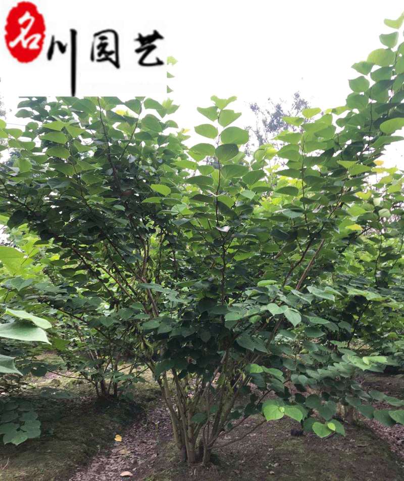 丛生紫荆产地直供成都工程绿化苗木批发耐寒树形好
