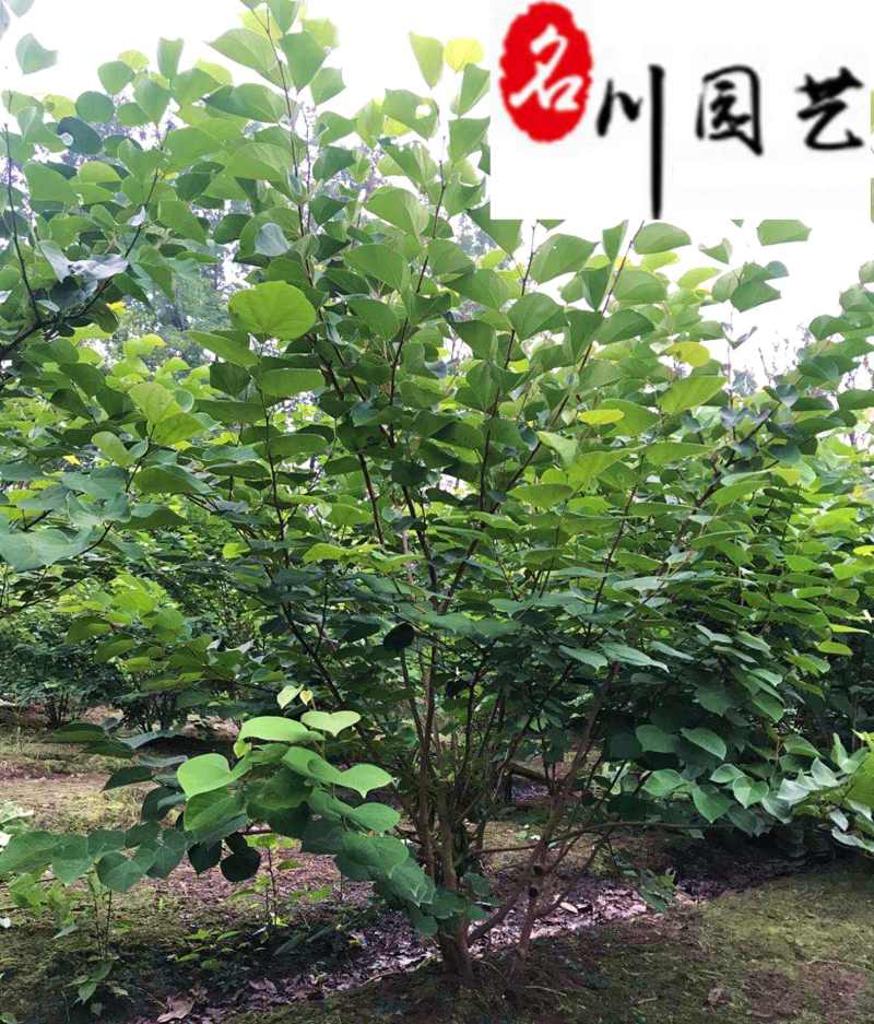 丛生紫荆产地直供成都工程绿化苗木批发耐寒树形好