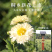 菊花茶杭白菊花桐乡特级正宗杭菊杭州贡菊胎菊250g商用批