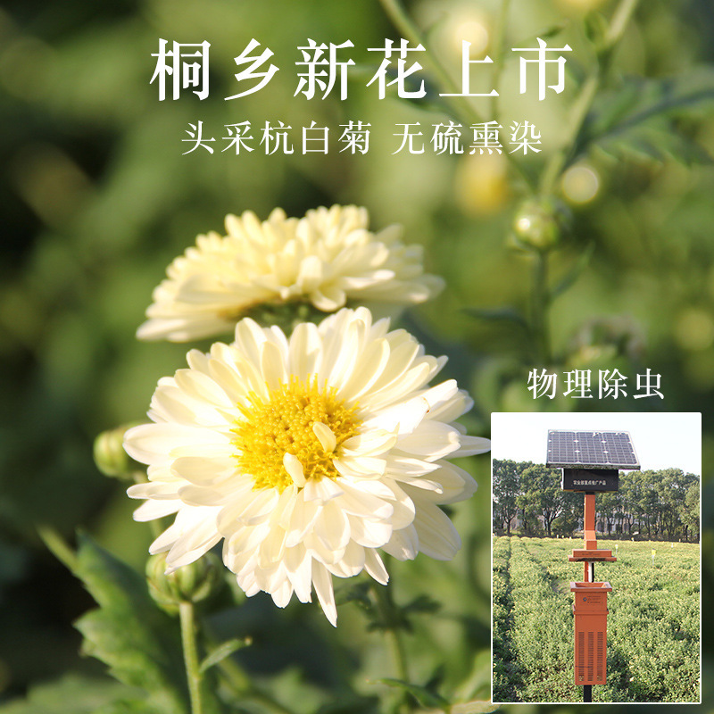菊花茶杭白菊花桐乡特级正宗杭菊杭州贡菊胎菊250g商用批