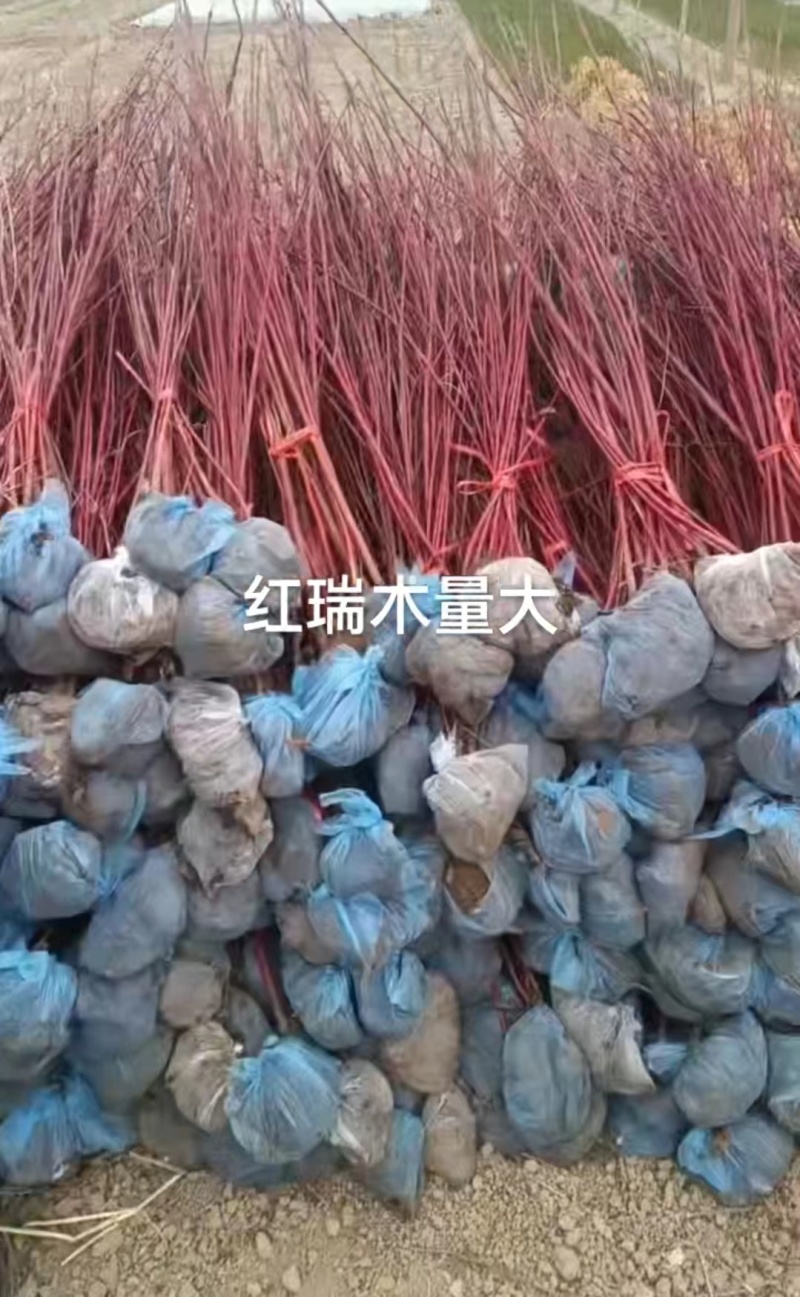 红瑞木