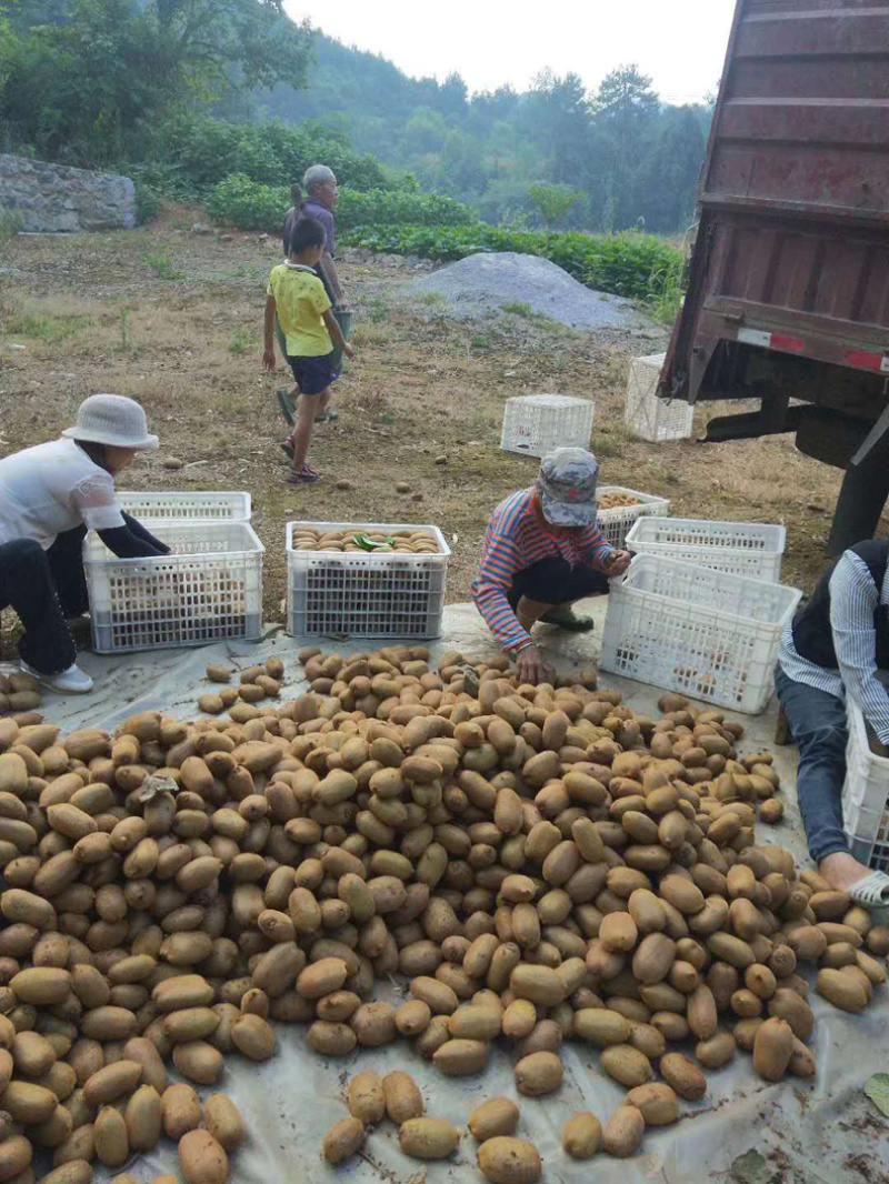 湖南绿心猕猴桃产地直发供应电商对接市场品质保障量大优惠