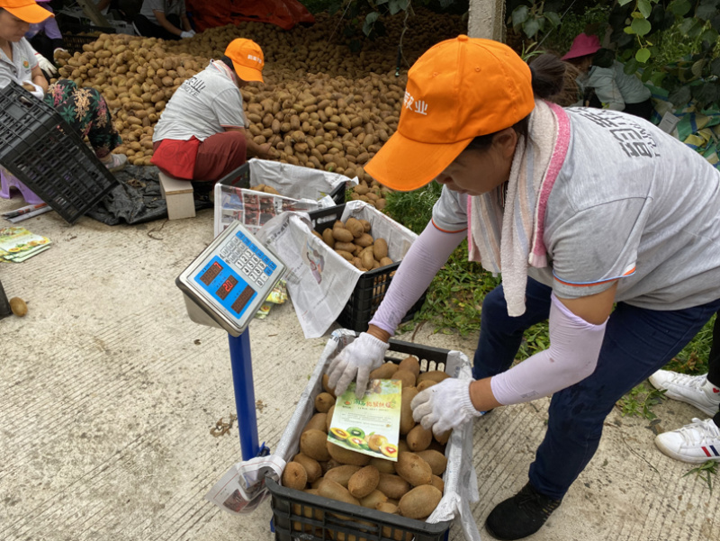 湖南绿心猕猴桃产地直发供应电商对接市场品质保障量大优惠