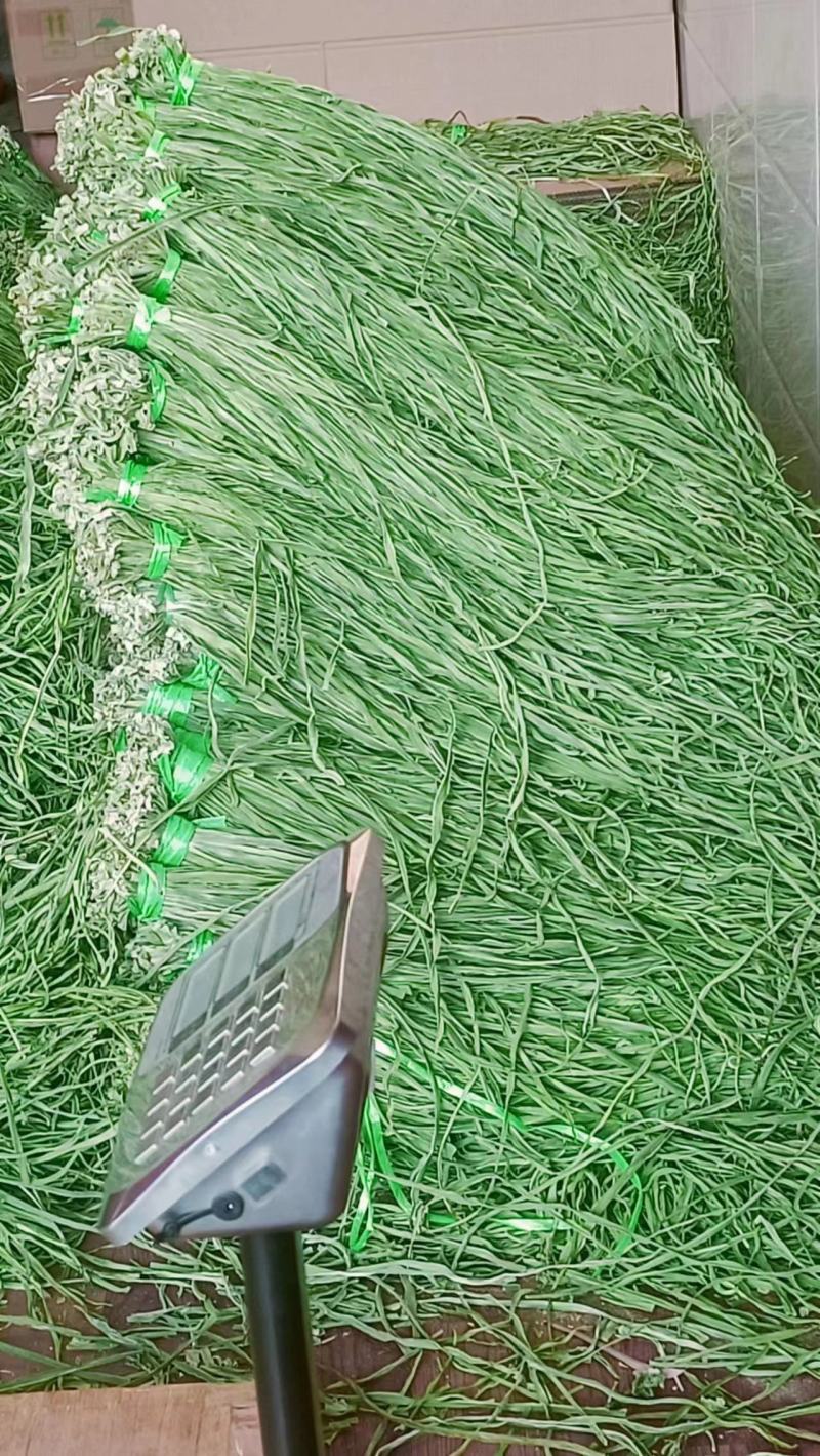 【实力供货】精品一级贡菜货源充足全国发货