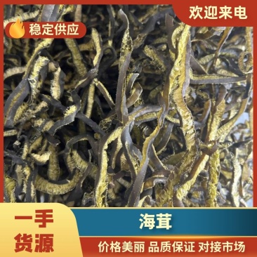 【实力供货】海茸新货颜色亮，一手货源，质量好，不脱皮