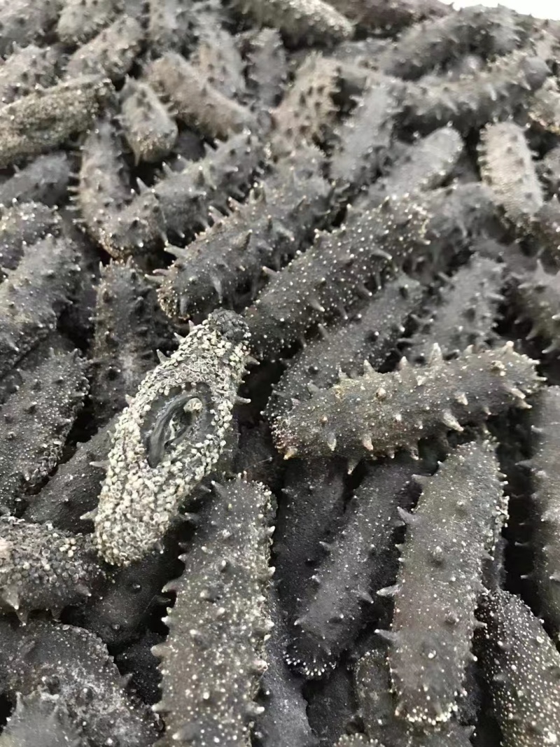 精品海参源头工厂直发量大从优保质保量欢迎电话洽谈