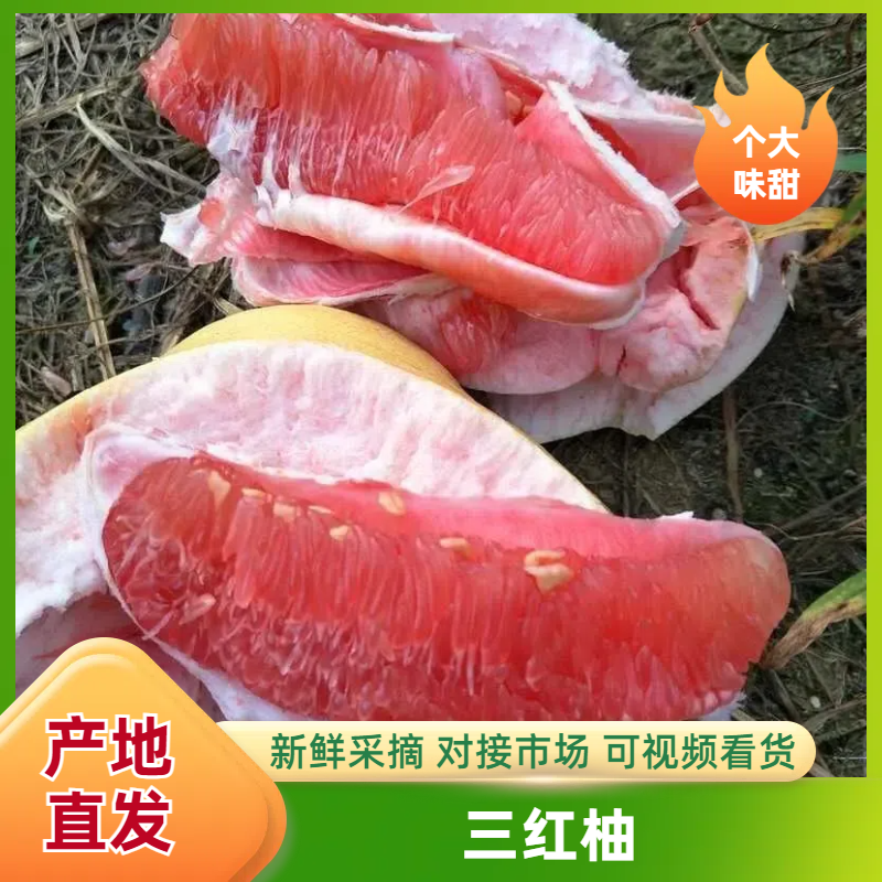 福建平和三红柚大量上市产地一手货源欢迎来电