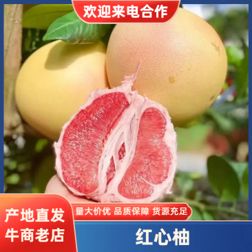 福建红心柚甜度高个头均匀新鲜采摘欢迎来电咨询