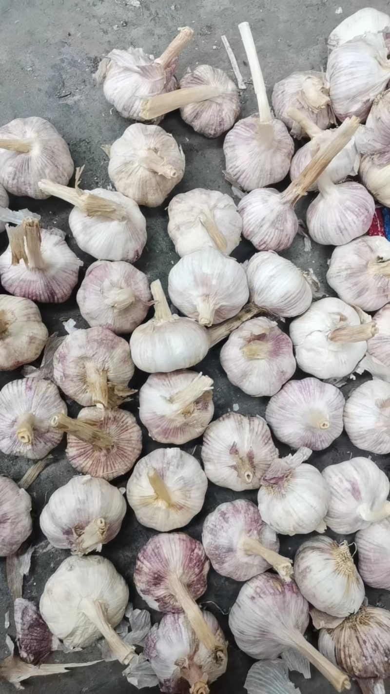 大蒜河南干大蒜量大质优价格优惠品质优欢迎选购