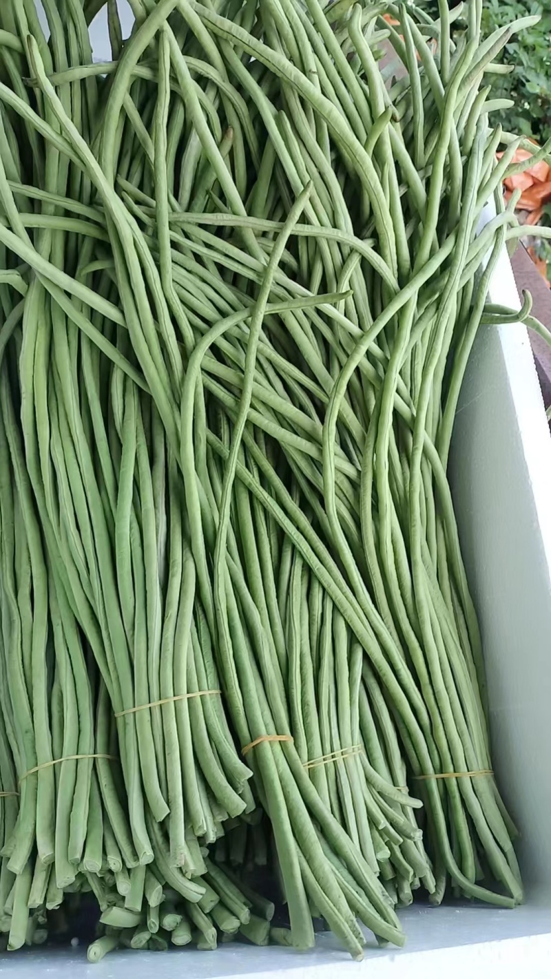 【推荐】广西精品豆角青条豆角产地直发品质保障价优欢迎