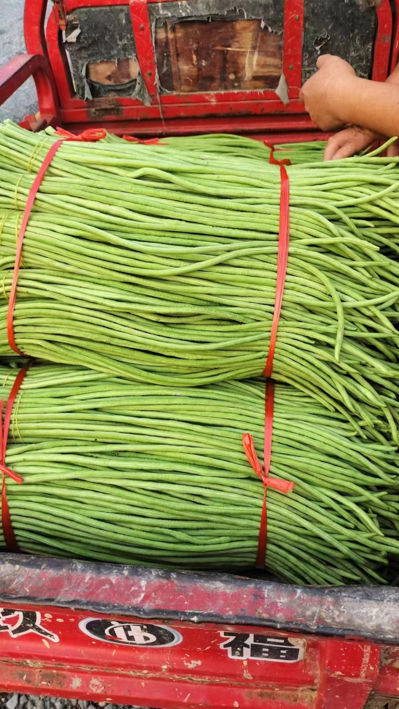 【推荐】广西精品豆角青条豆角产地直发品质保障价优欢迎