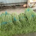 【推荐】广西精品豆角青条豆角产地直发品质保障价优欢迎