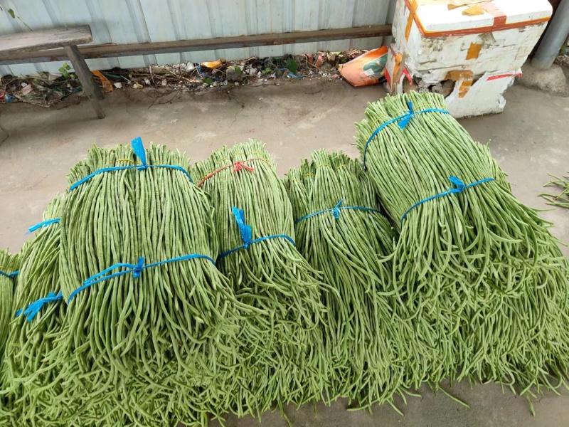 【推荐】广西精品豆角青条豆角产地直发品质保障价优欢迎