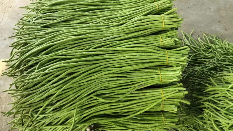 【推荐】广西精品豆角青条豆角产地直发品质保障价优欢迎