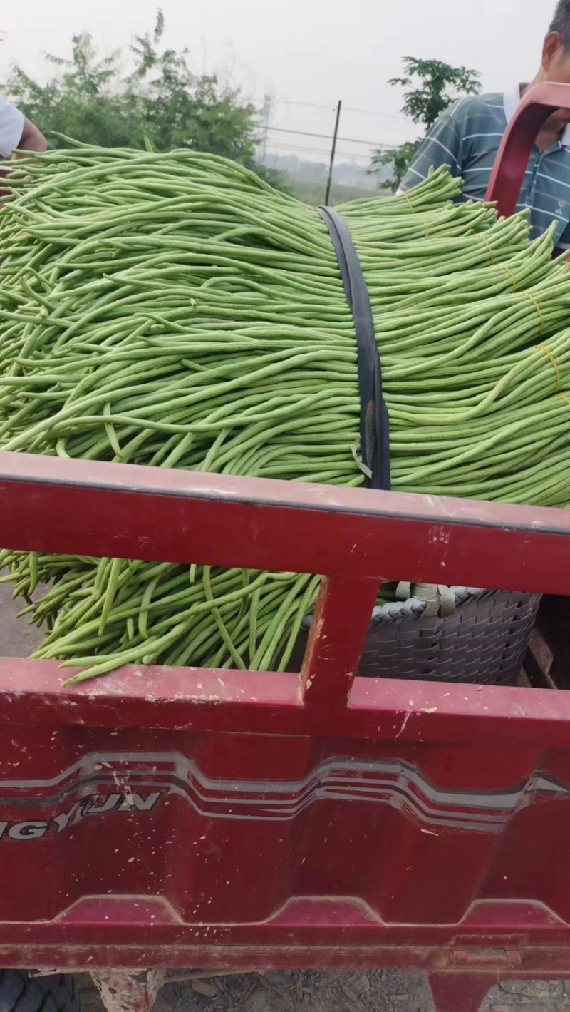 【推荐】广西精品豆角青条豆角产地直发品质保障价优欢迎