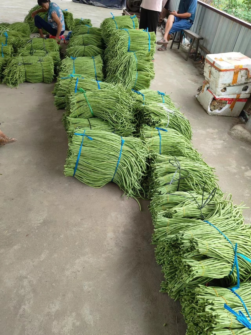 【推荐】广西精品豆角青条豆角产地直发品质保障价优欢迎