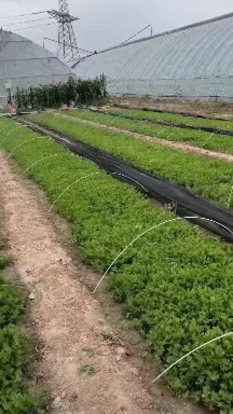 [精选]芹菜苗优质法国皇后芹菜苗大量出货全国发货欢迎来电