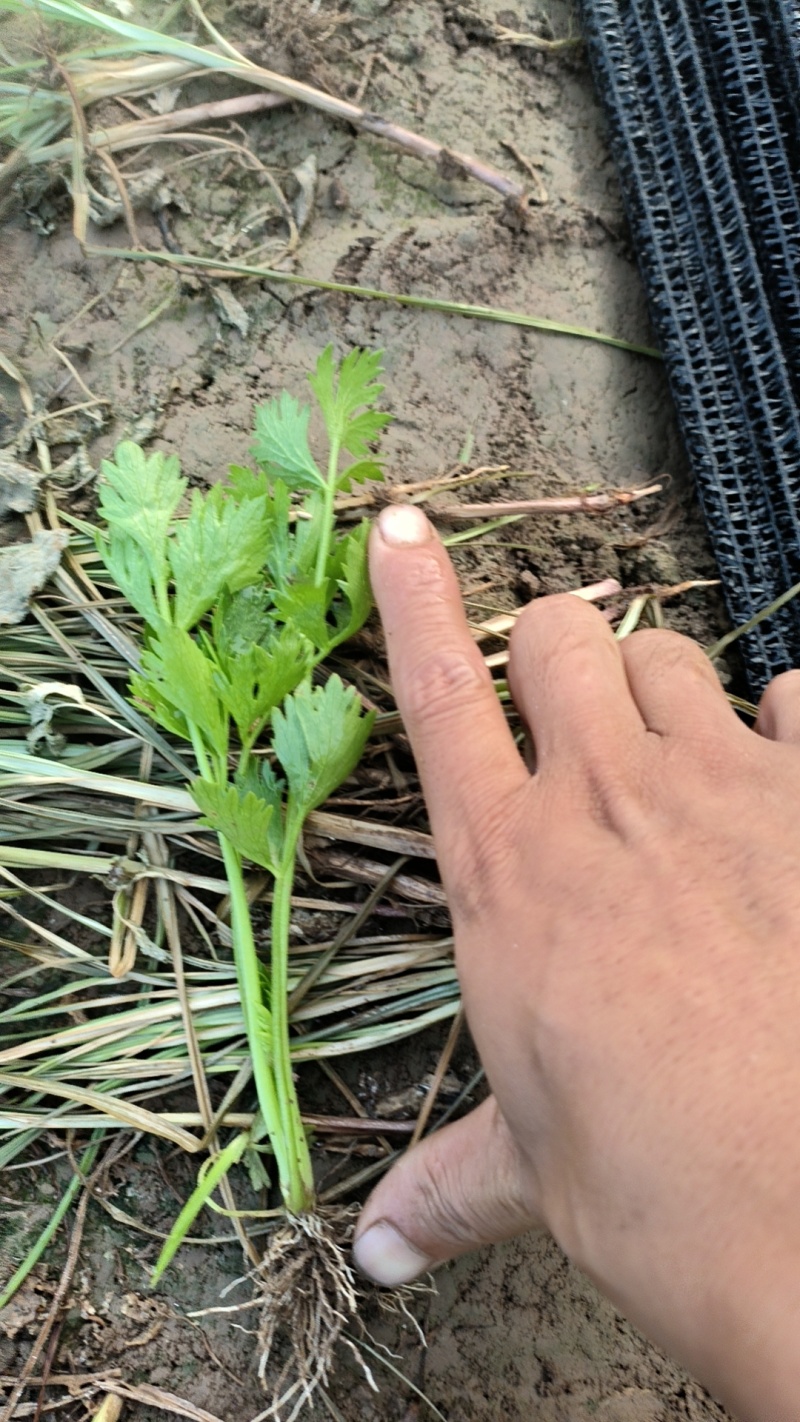 [精选]芹菜苗优质法国皇后芹菜苗大量出货全国发货欢迎来电