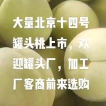 【精品】北京十四号罐头桃，个头大，糖度高，质量，欢迎来电