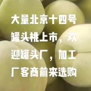 【精品】北京十四号罐头桃，个头大，糖度高，质量保障，欢迎来电
