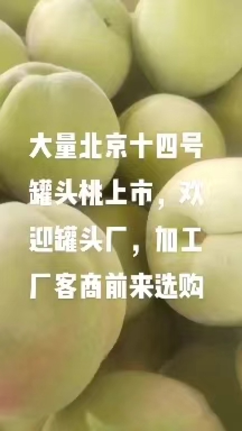 【精品】北京十四号罐头桃，个头大，糖度高，质量保障，欢迎来电