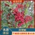四川省大凉山州红花椒品质保证，货源充足，