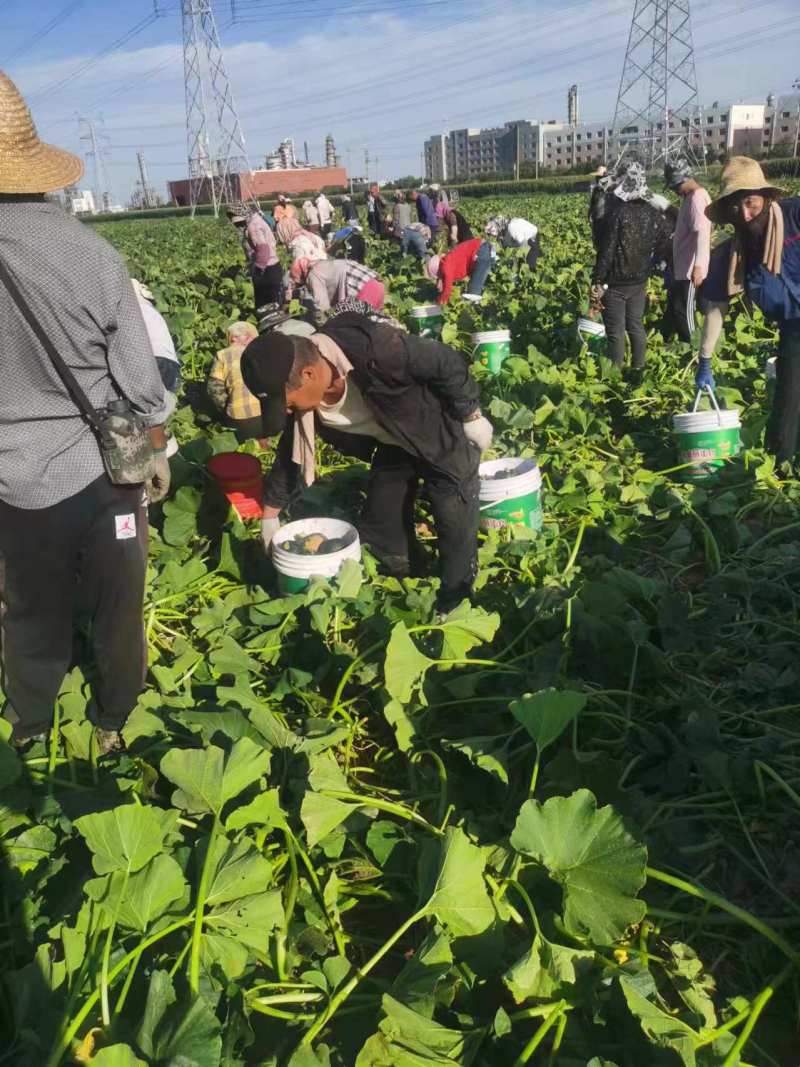 精品贝贝南瓜量大接对接区电发商社区团购