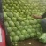 【推荐】甘蓝扁包菜，河北扁包菜产地直供一手货源欢迎采购