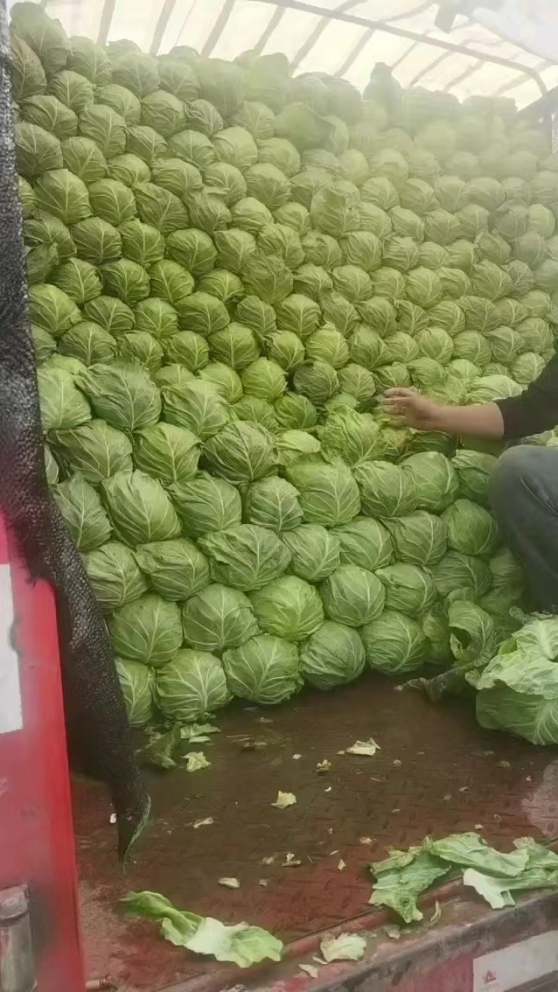 【推荐】甘蓝扁包菜，河北扁包菜产地直供一手货源欢迎采购
