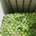 【推荐】甘蓝扁包菜，河北扁包菜产地直供一手货源欢迎采购