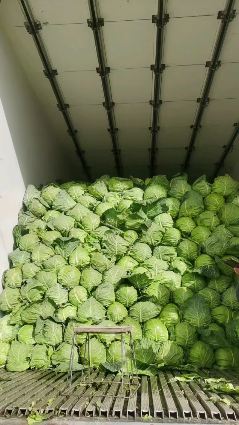 【推荐】甘蓝扁包菜，河北扁包菜产地直供一手货源欢迎采购