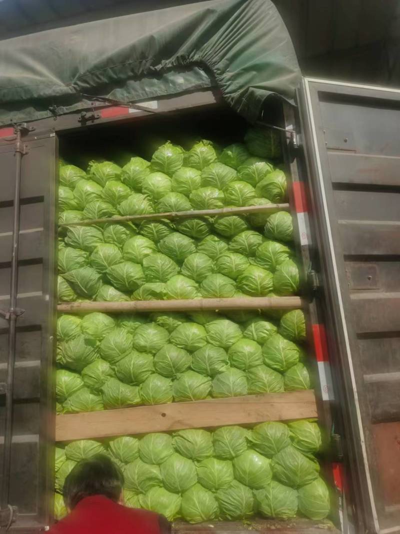 【推荐】甘蓝扁包菜，河北扁包菜产地直供一手货源欢迎采购