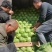 【推荐】甘蓝扁包菜，河北扁包菜产地直供一手货源欢迎采购