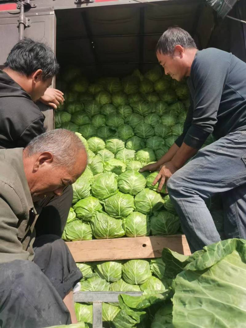【推荐】甘蓝扁包菜，河北扁包菜产地直供一手货源欢迎采购