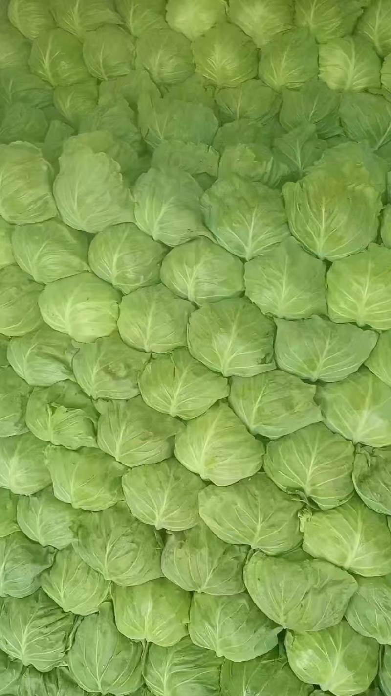 【推荐】甘蓝扁包菜，河北扁包菜产地直供一手货源欢迎采购