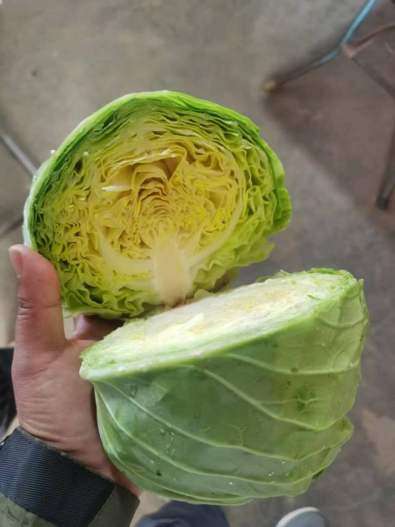 【推荐】甘蓝扁包菜，河北扁包菜产地直供一手货源欢迎采购